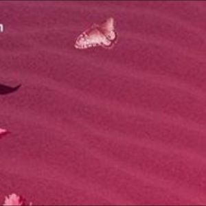 Meet your Posher, Tomi